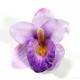 AB-241 Hawaiiblüte, Haarblume Orchidee in pastellviolett, Ø ca. 12 cm, Höhe ca. 4 cm