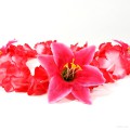 HK-303 Hawaiikette, Blumenkette mit XXL-Blüten in rot